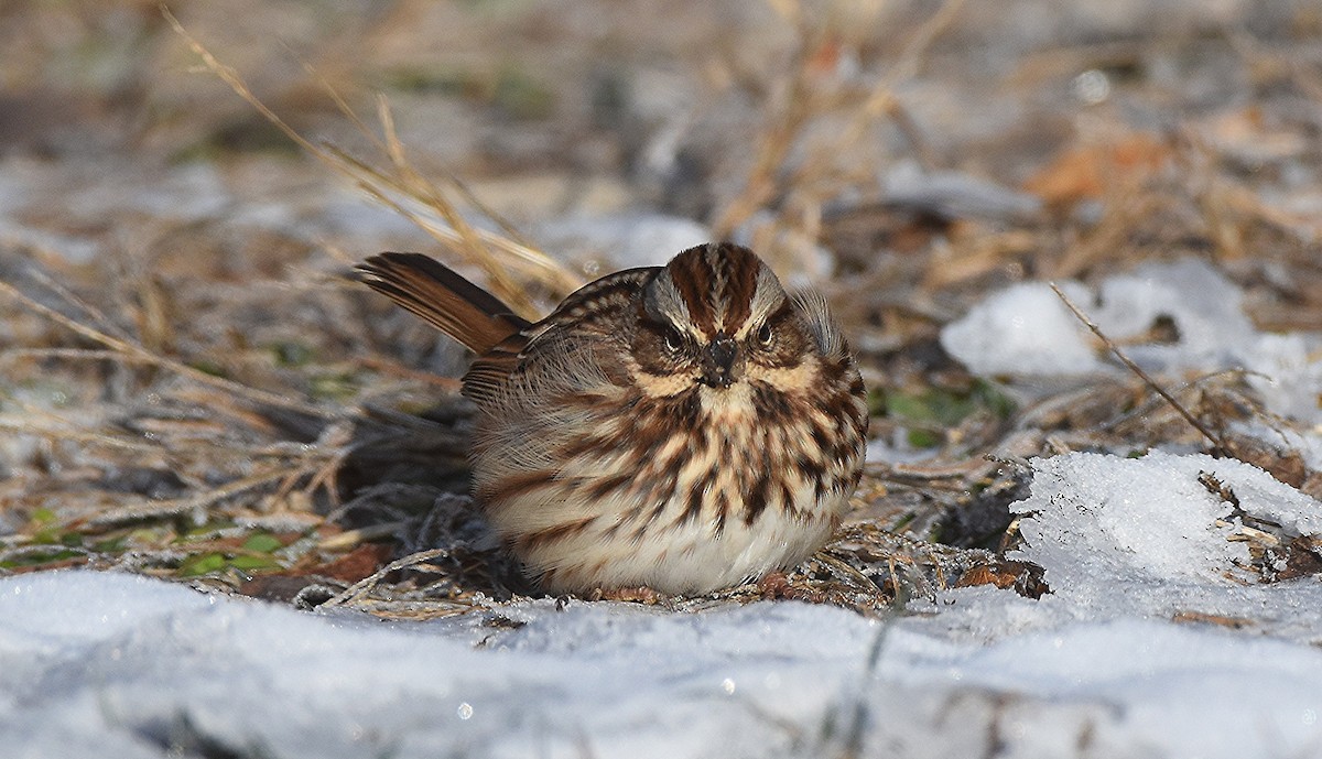 Song Sparrow - ML646429397