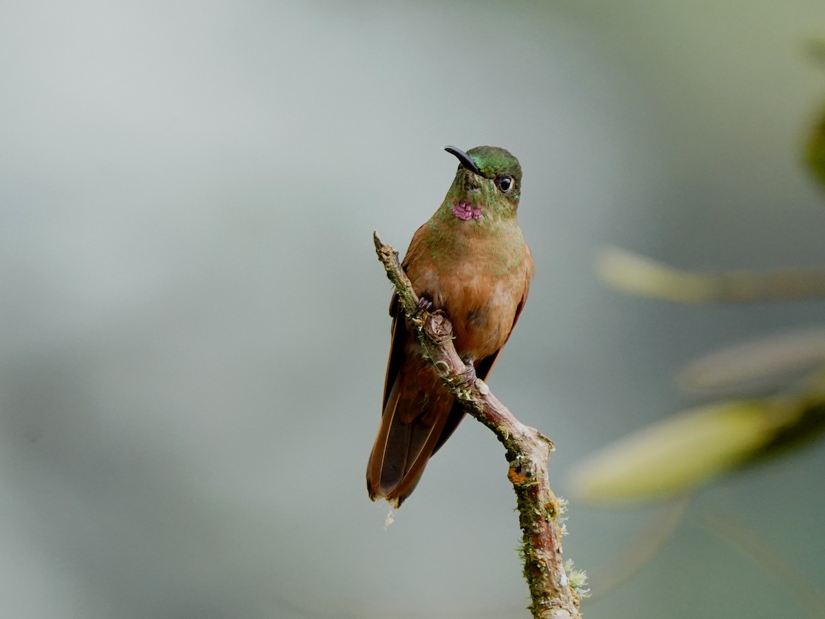 チャムネテリハチドリ - ML646429398