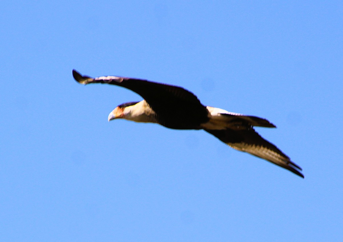 Crested Caracara - ML646429404