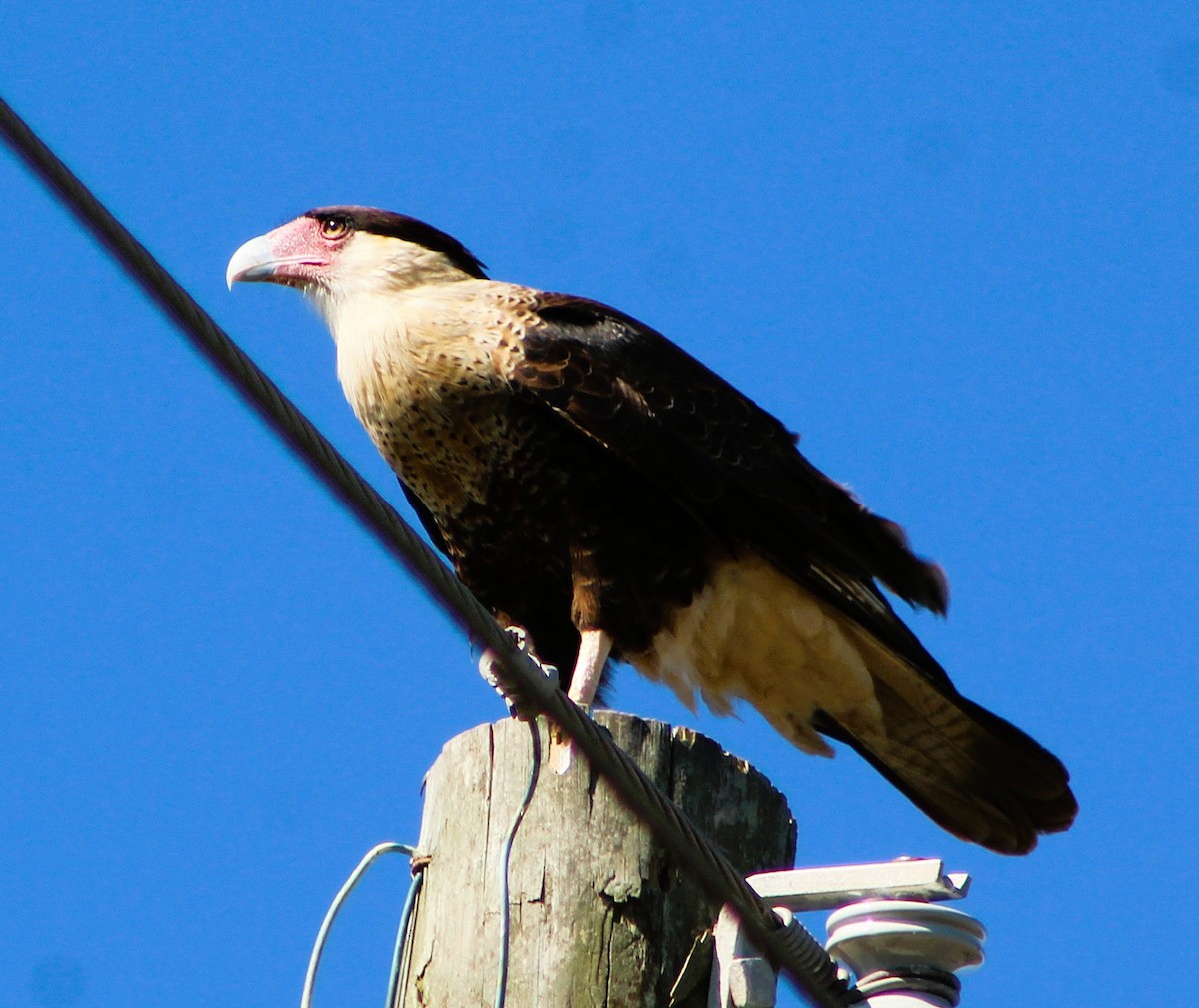 Crested Caracara - ML646429405