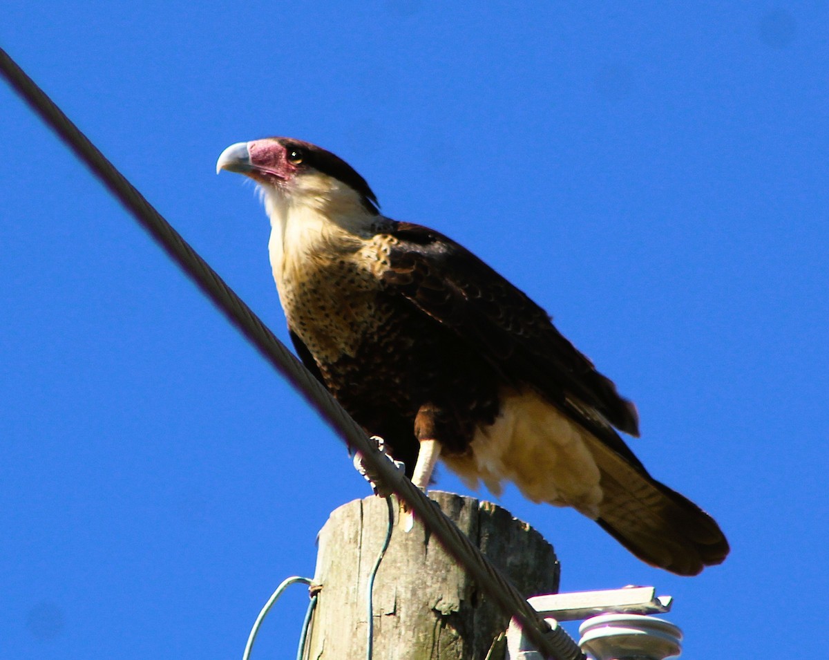 Crested Caracara - ML646429406