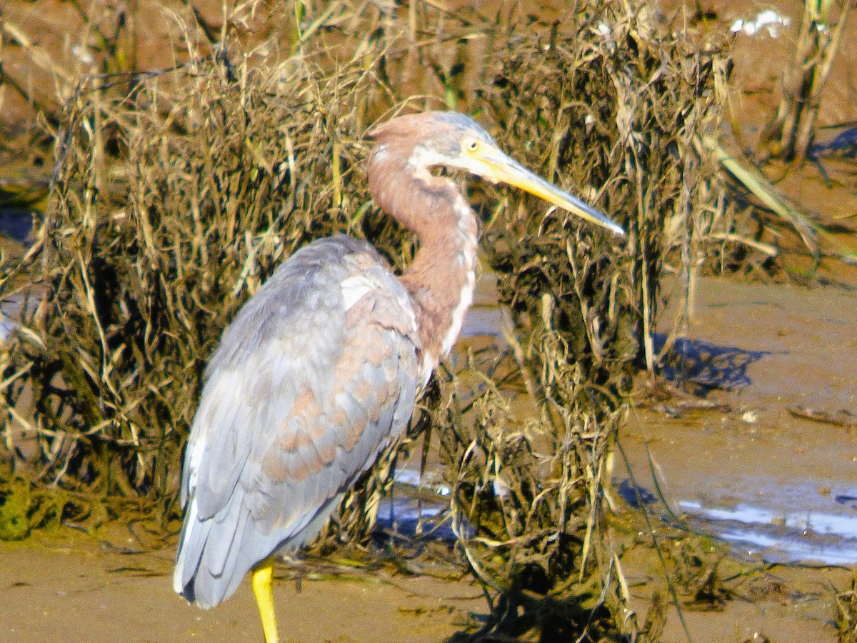 Koartzatxo hirukolorea - ML646429407