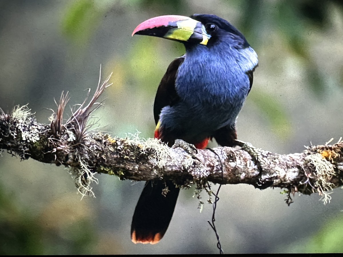 Gray-breasted Mountain-Toucan - ML646429408