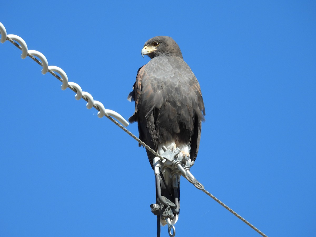 Harris's Hawk - ML646429409