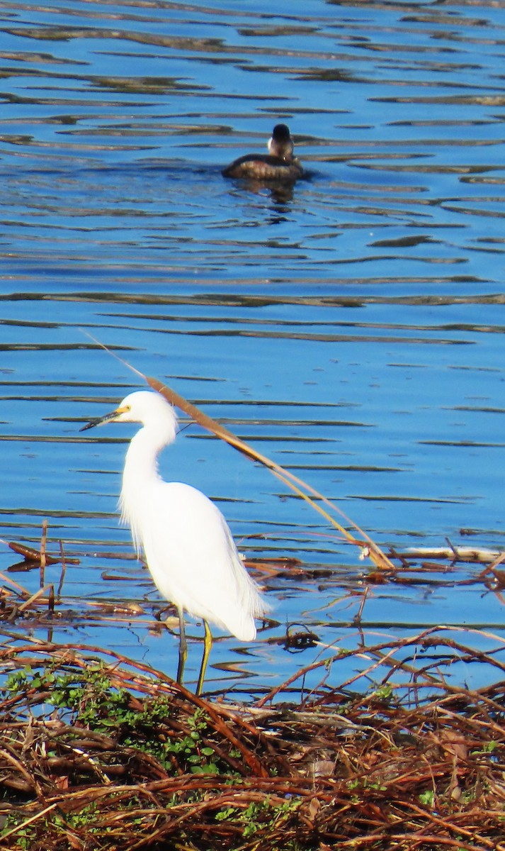 Snowy Egret - ML646429410