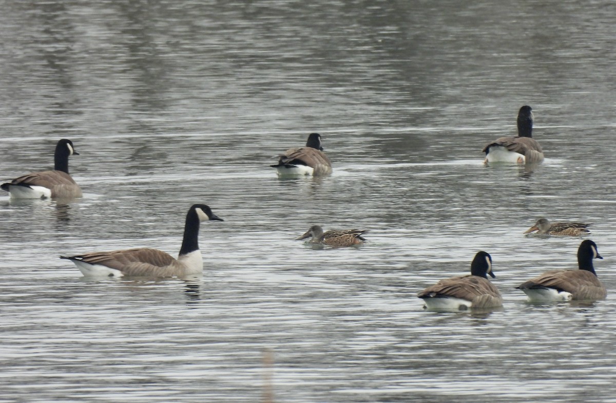 Широконоска - ML646429411