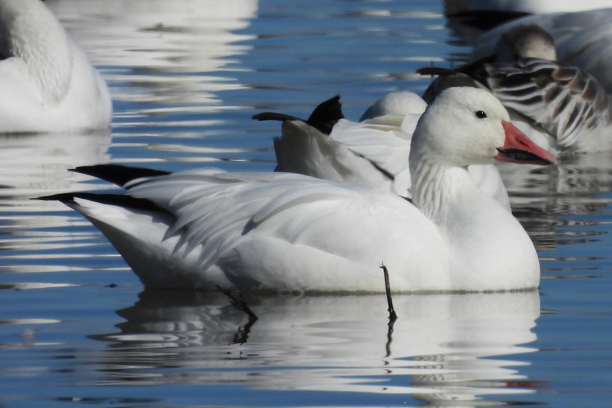 Snow Goose - ML646429412