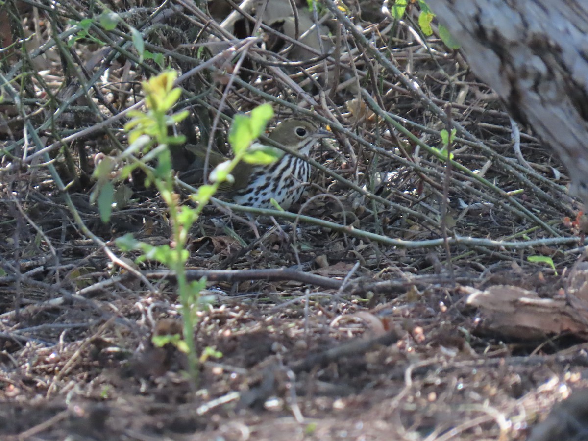 Pieperwaldsänger - ML646429414