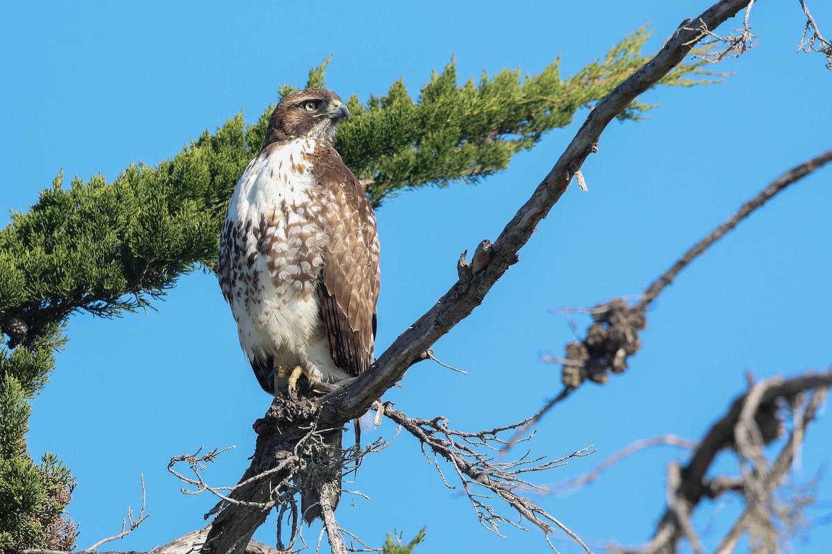 Red-tailed Hawk (calurus/alascensis) - ML646429415