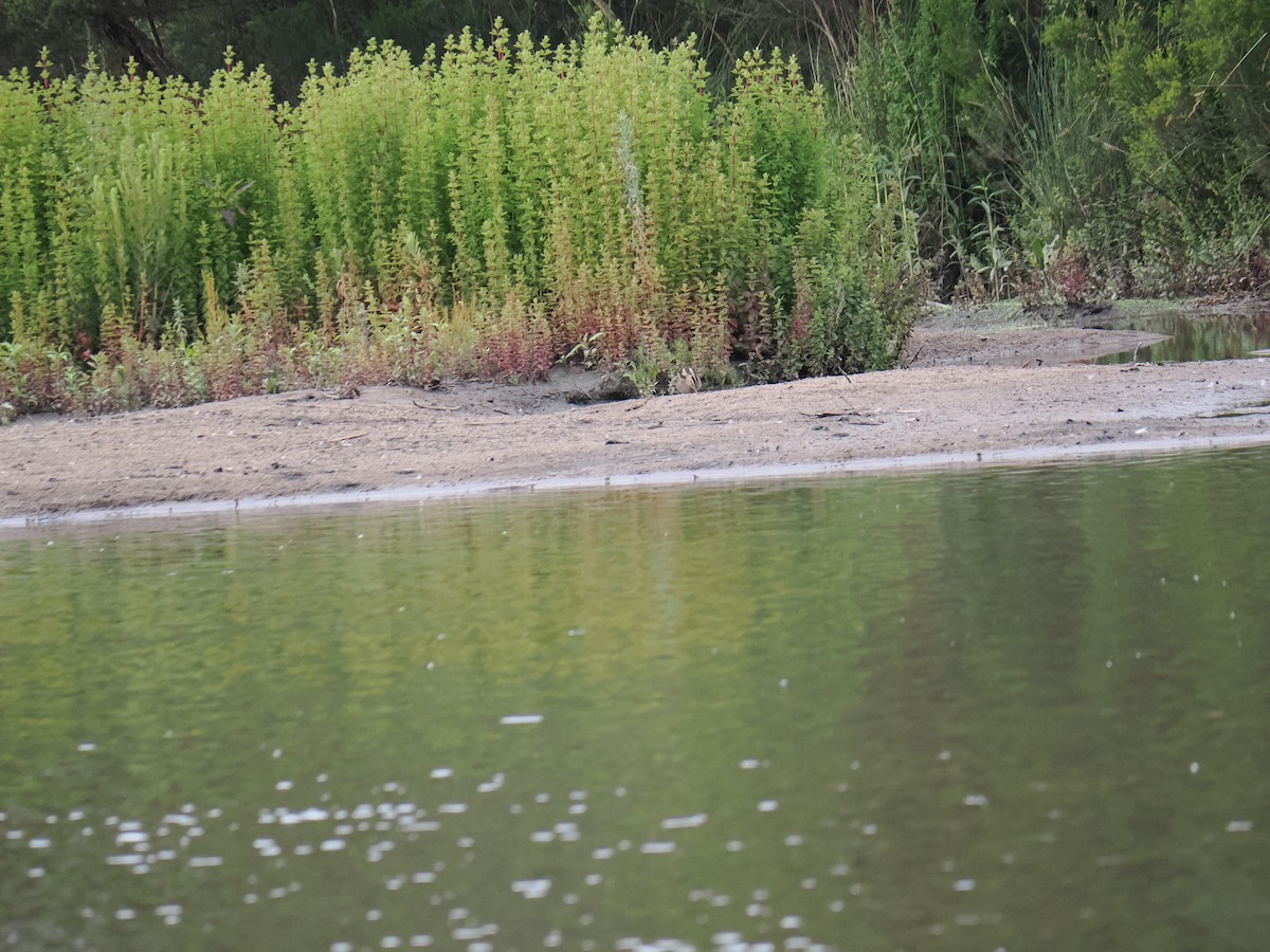 Latham's Snipe - ML646429416