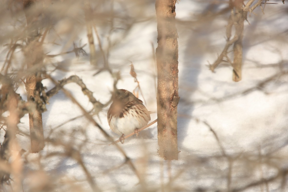 Song Sparrow - ML646429417