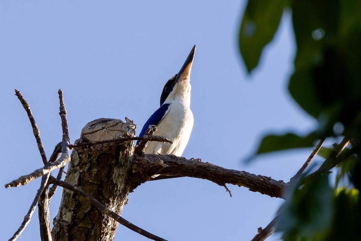 Forest Kingfisher - ML646429418