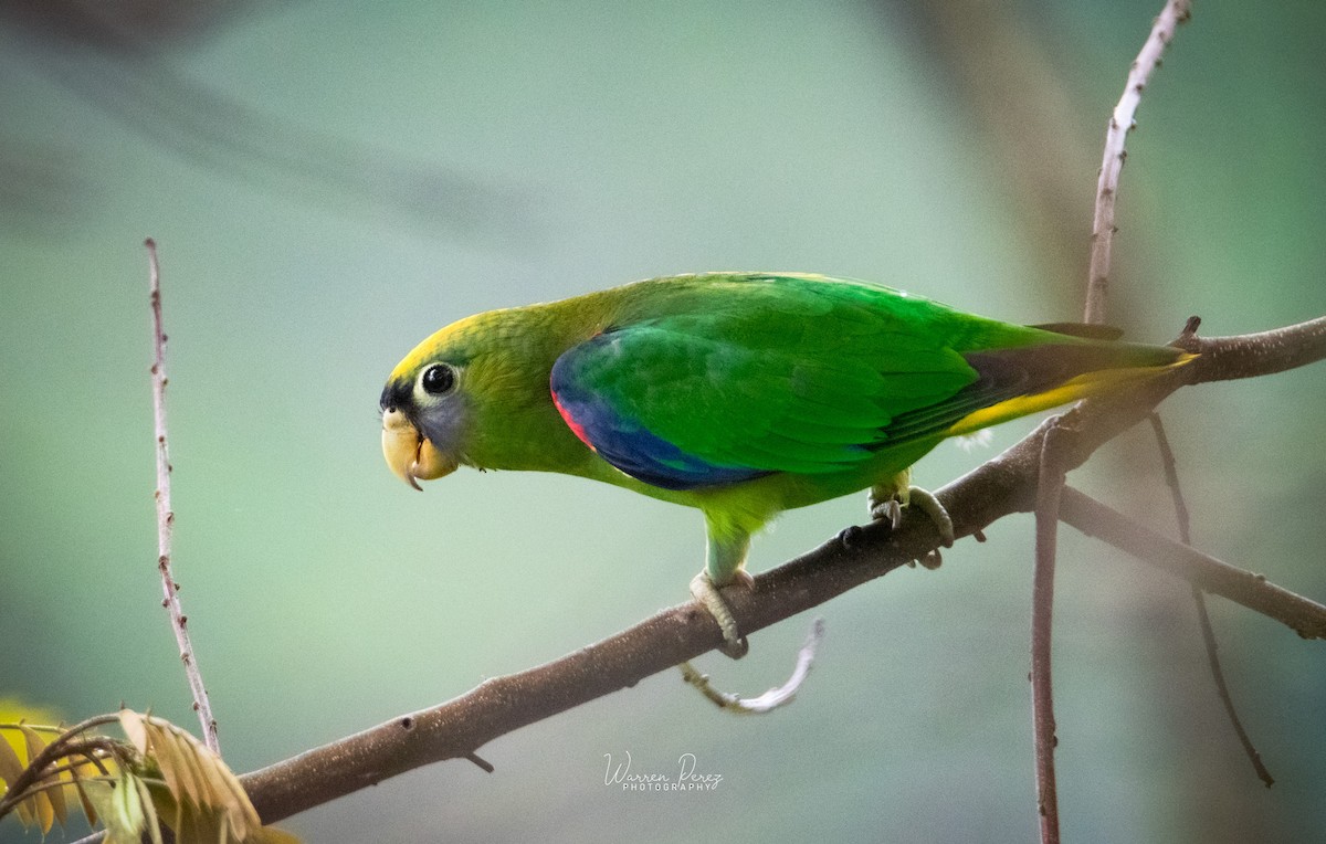 Scarlet-shouldered Parrotlet - ML646429419