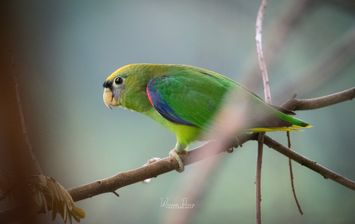 Scarlet-shouldered Parrotlet - ML646429420