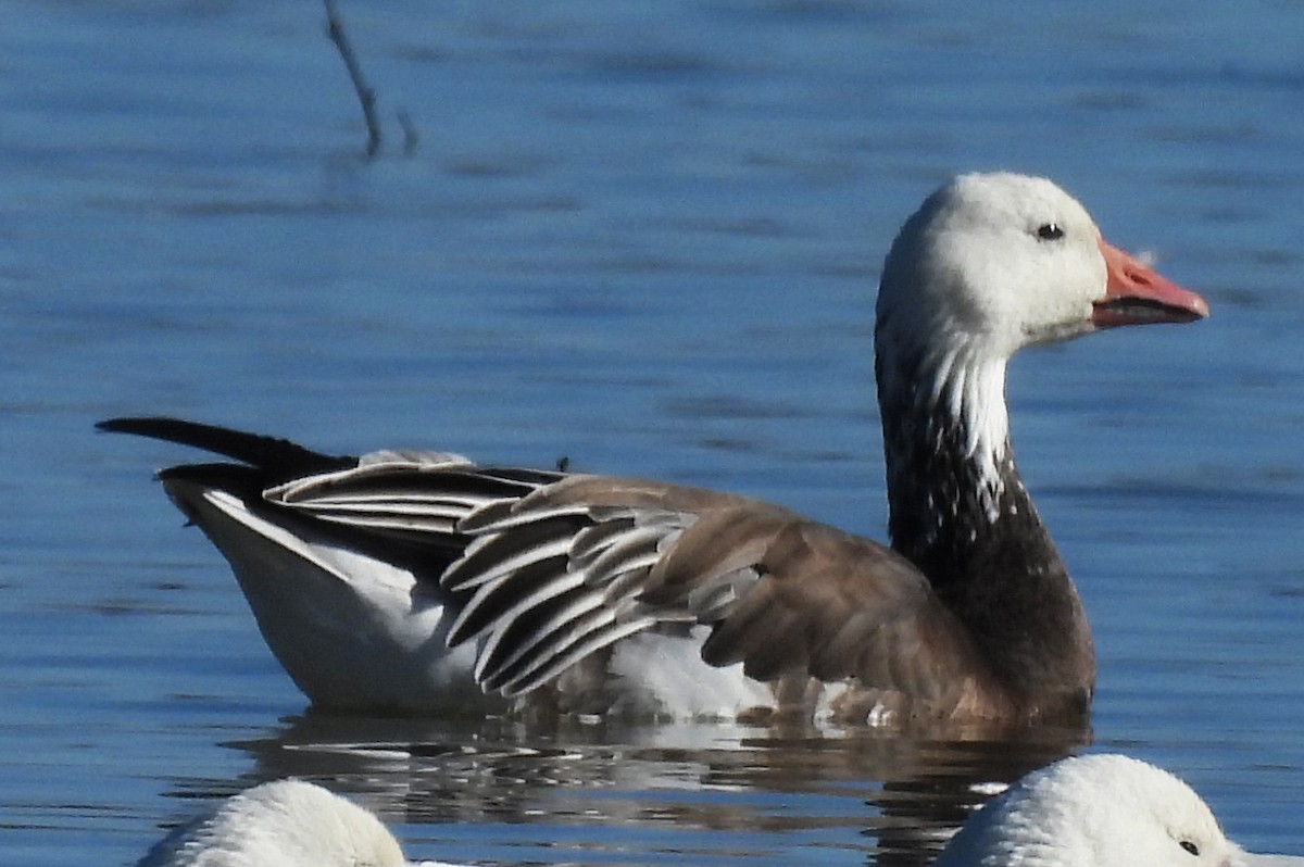 Snow Goose - ML646429424