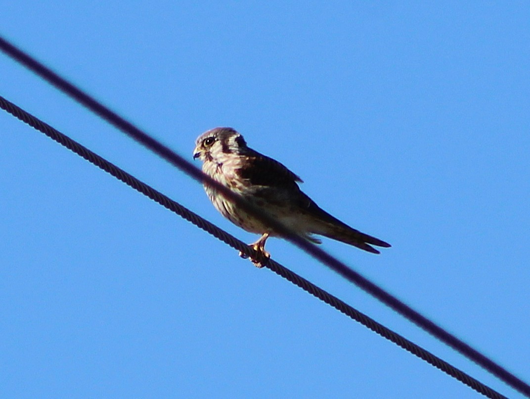 American Kestrel - ML646429425