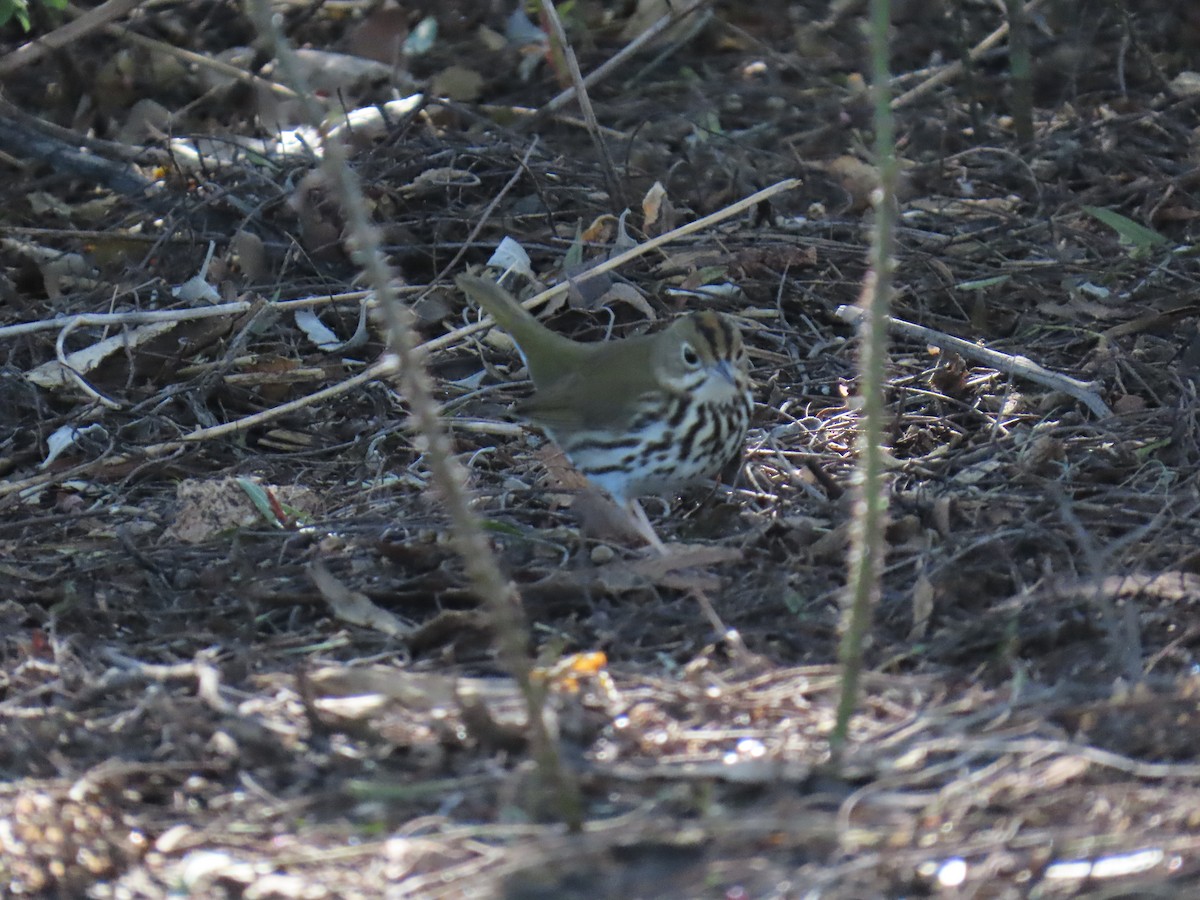 Pieperwaldsänger - ML646429426