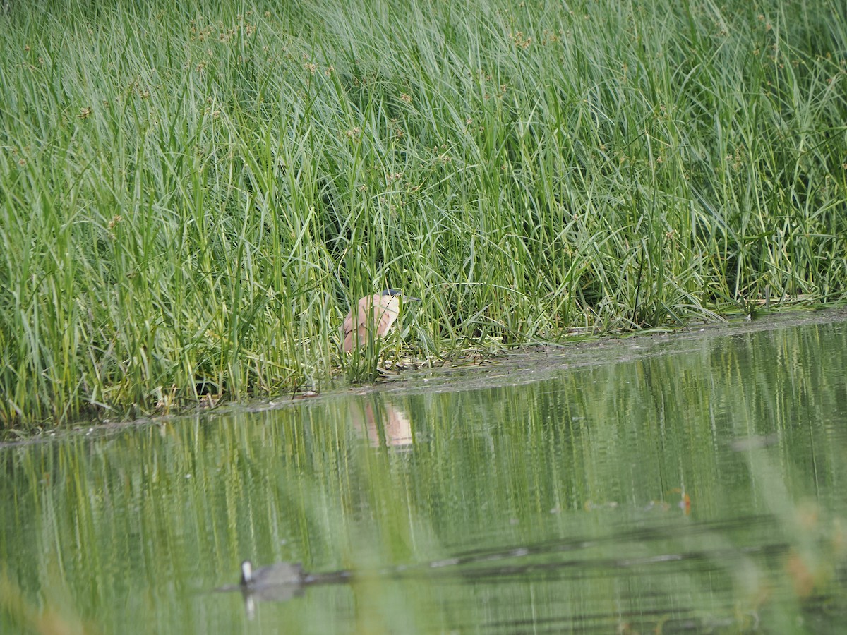 Nankeen Night Heron - ML646429427