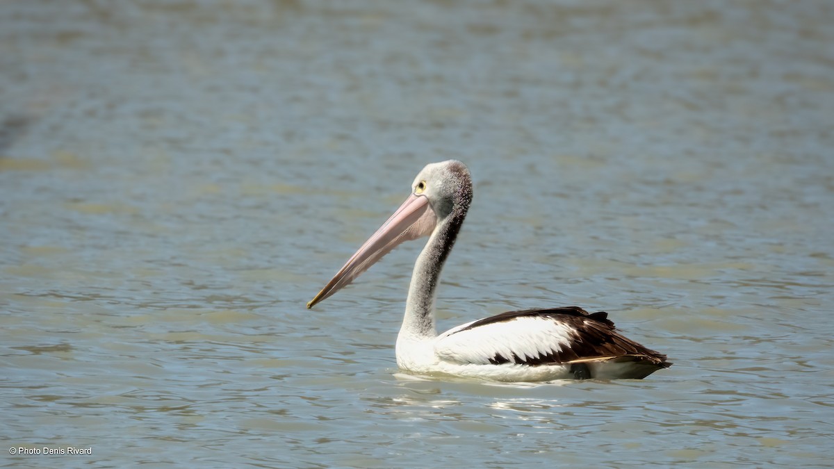 Australian Pelican - ML646429428