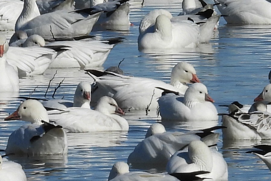 Ross's Goose - ML646429429