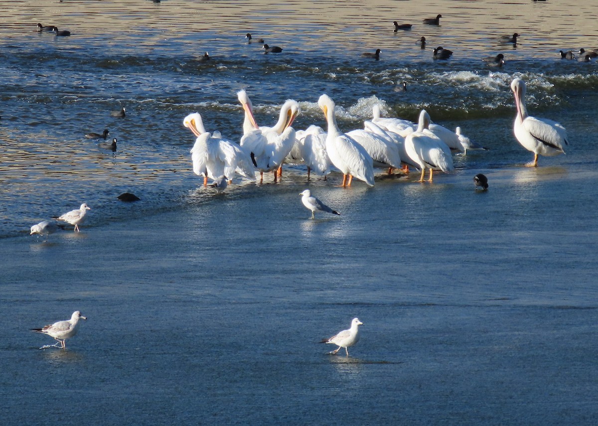 American White Pelican - ML646429430