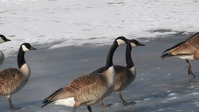 Oca canadese maggiore - ML646429431