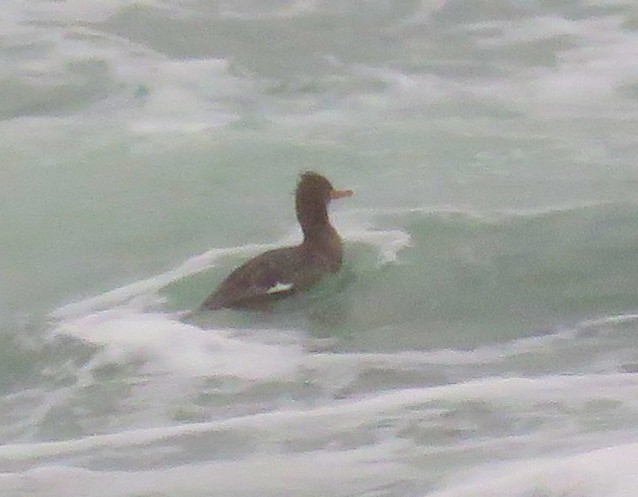 Red-breasted Merganser - ML646429432