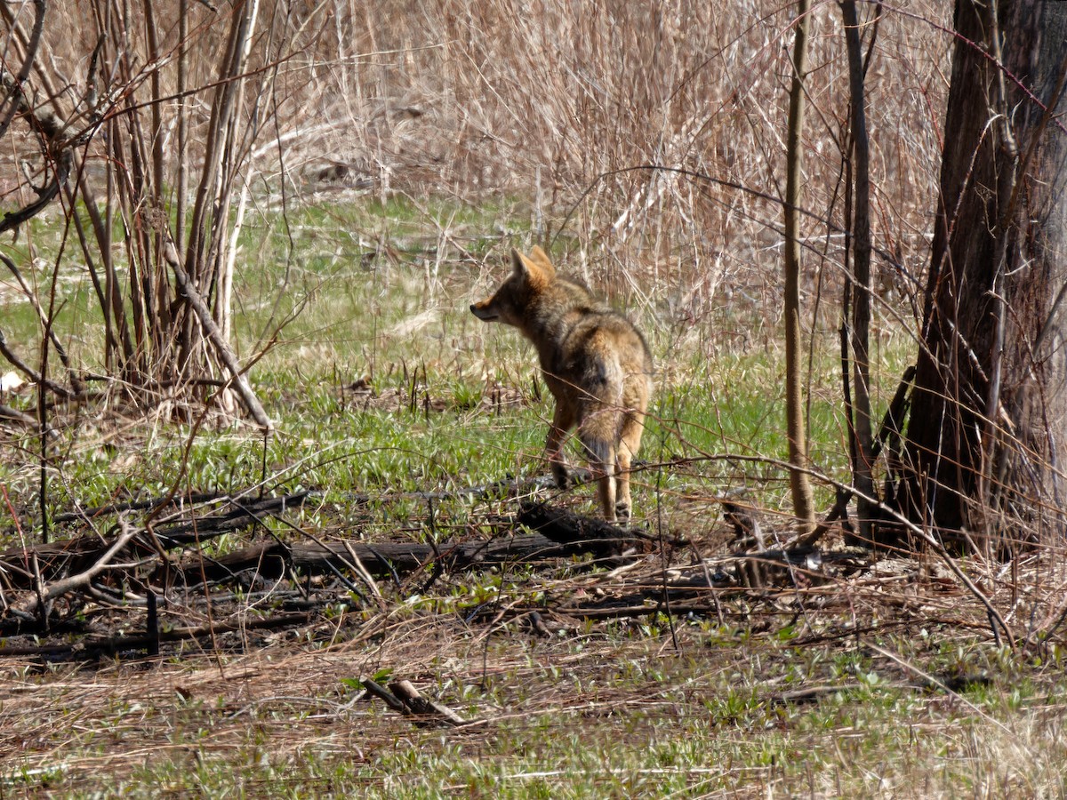 Coyote - ML646429435