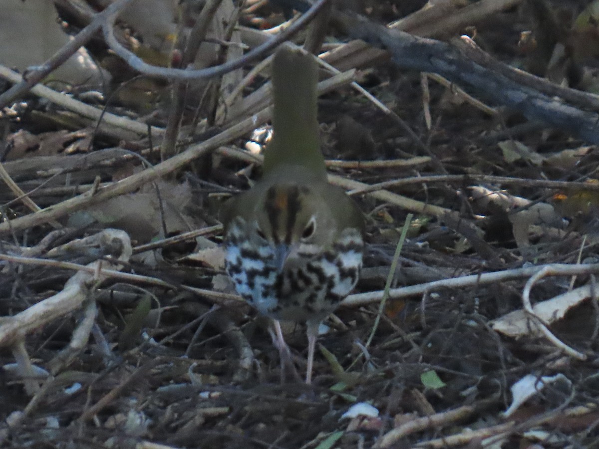 Pieperwaldsänger - ML646429436