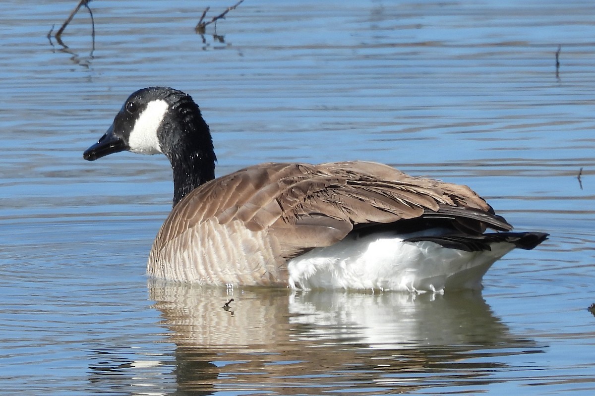 ברנטה קנדית - ML646429438