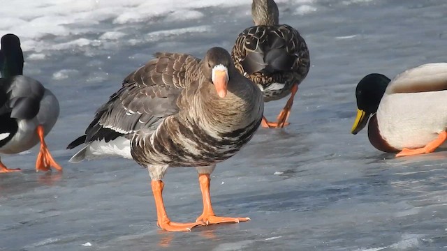 Greater White-fronted Goose - ML646429439