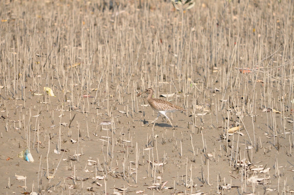 Eurasian Curlew - ML646429441