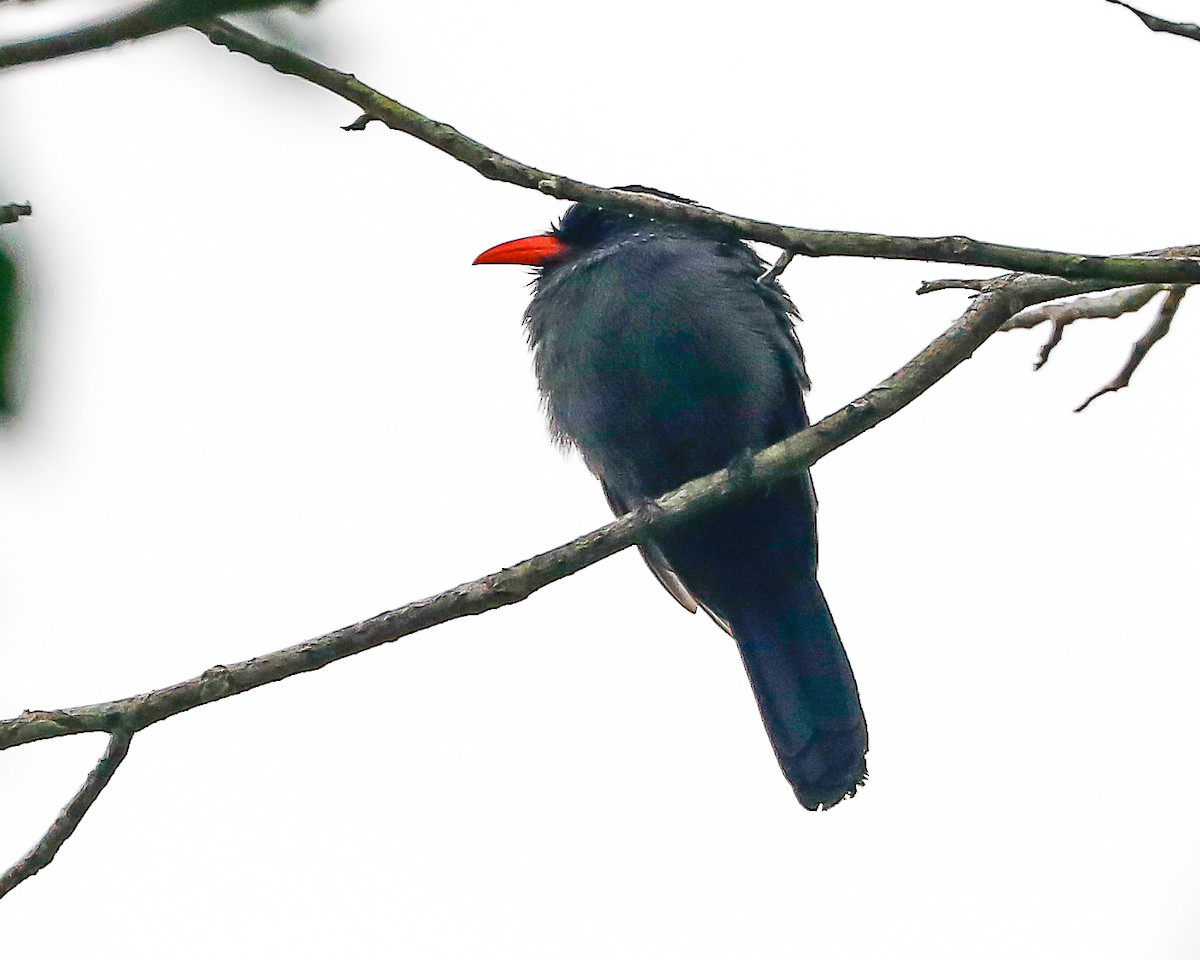Black-fronted Nunbird - ML646429442