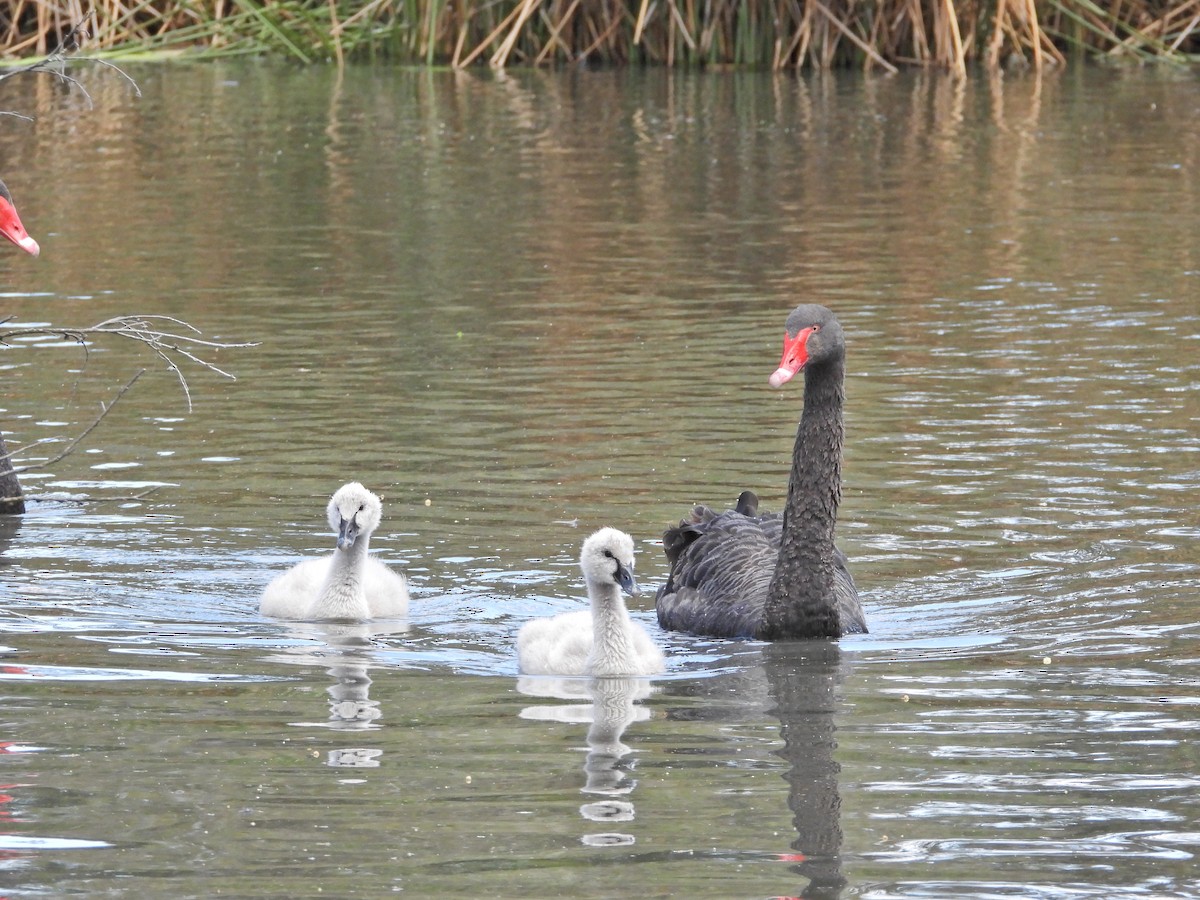 Black Swan - ML646429447