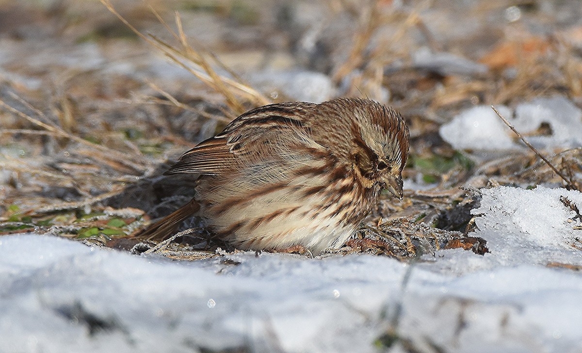 Song Sparrow - ML646429448