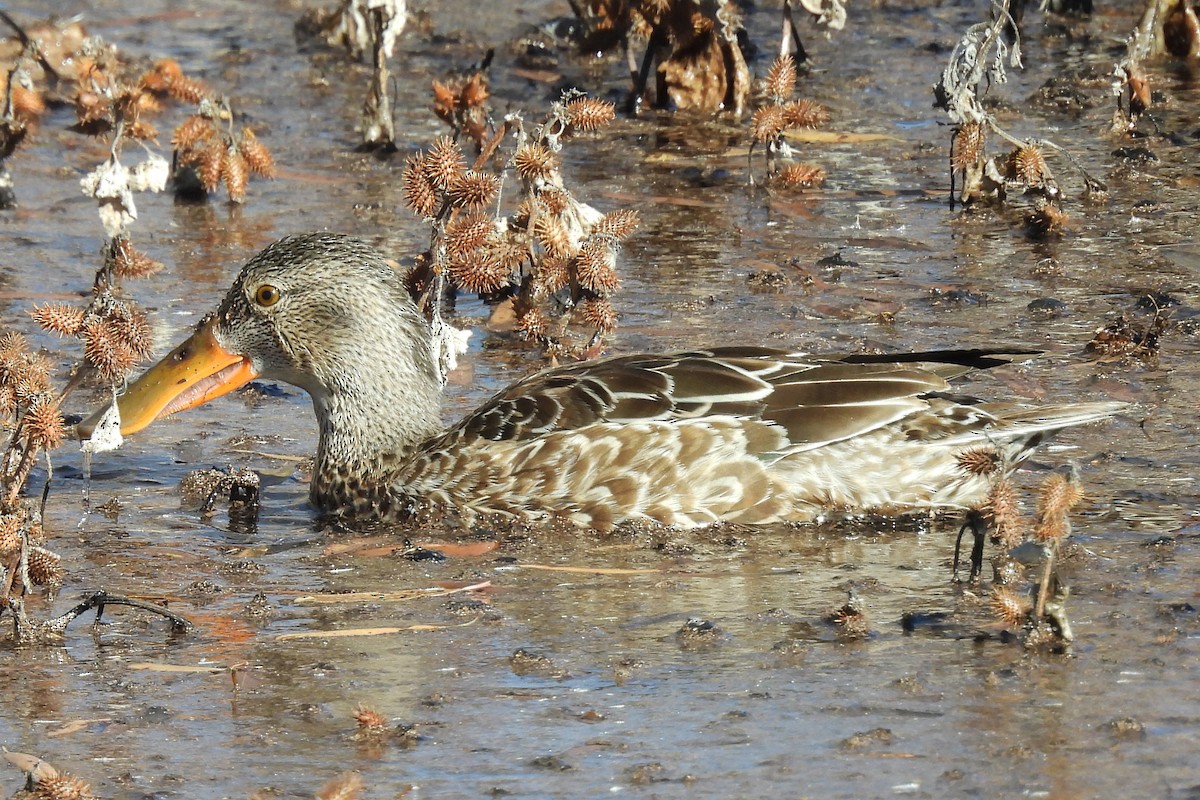 Northern Shoveler - ML646429449