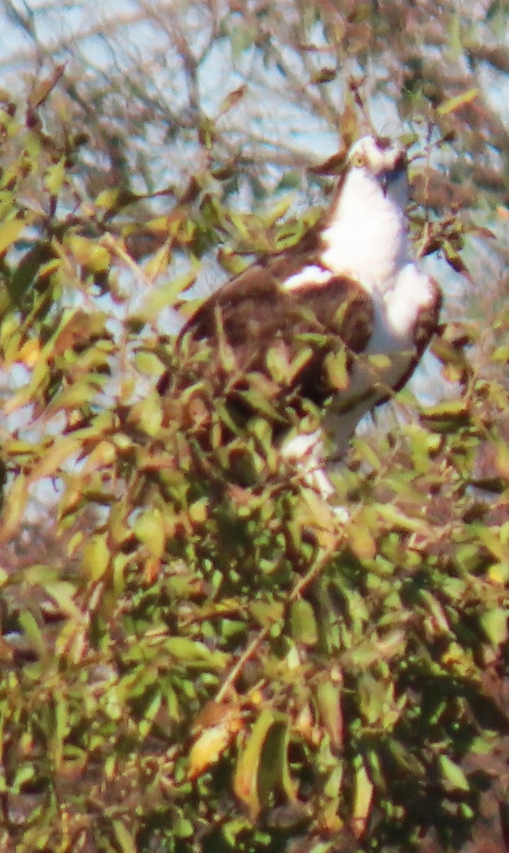 Osprey - ML646429450