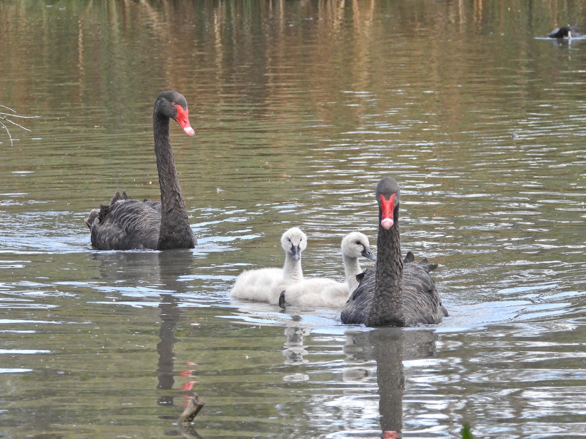 Black Swan - ML646429451