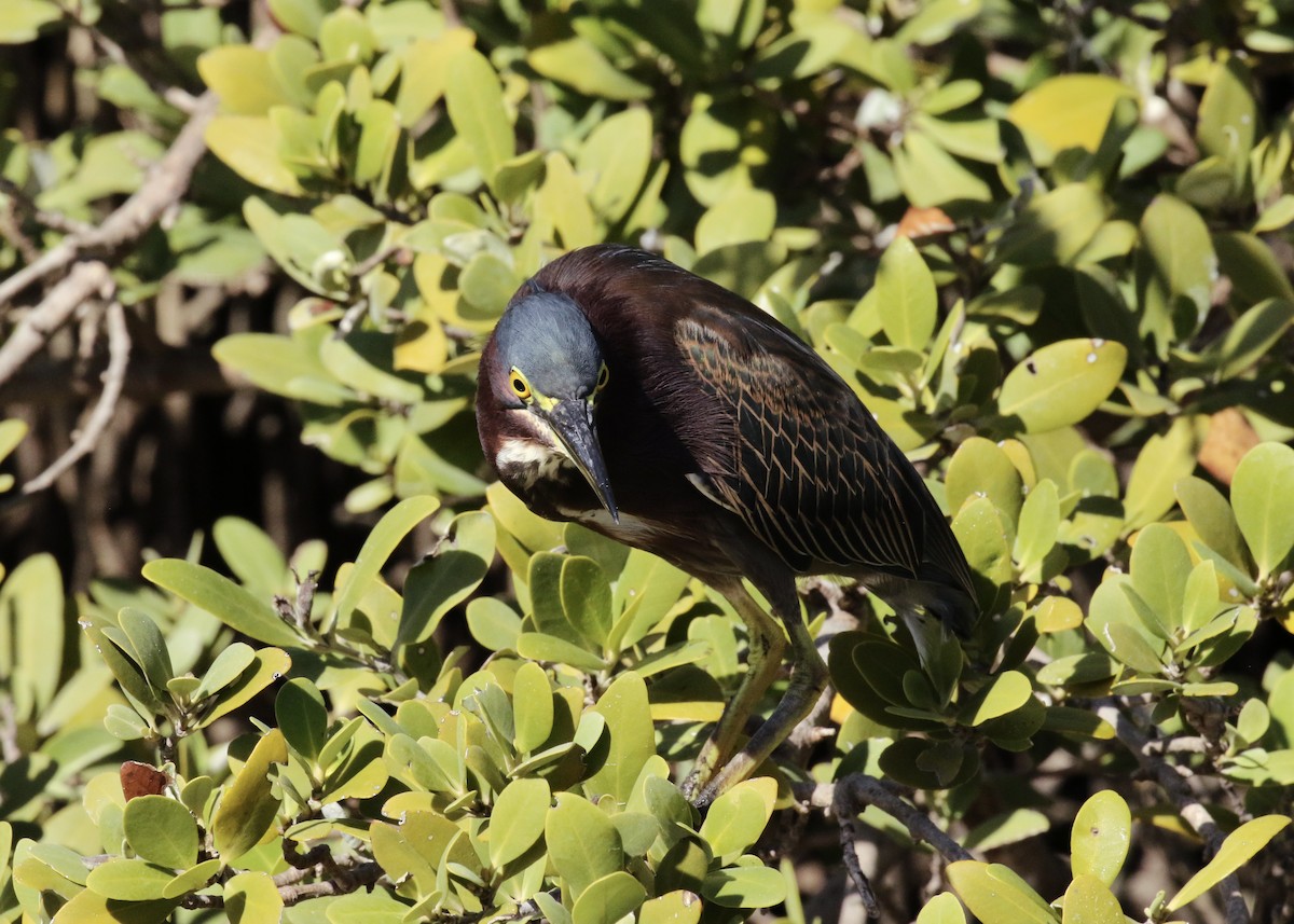 Green Heron - ML646429452