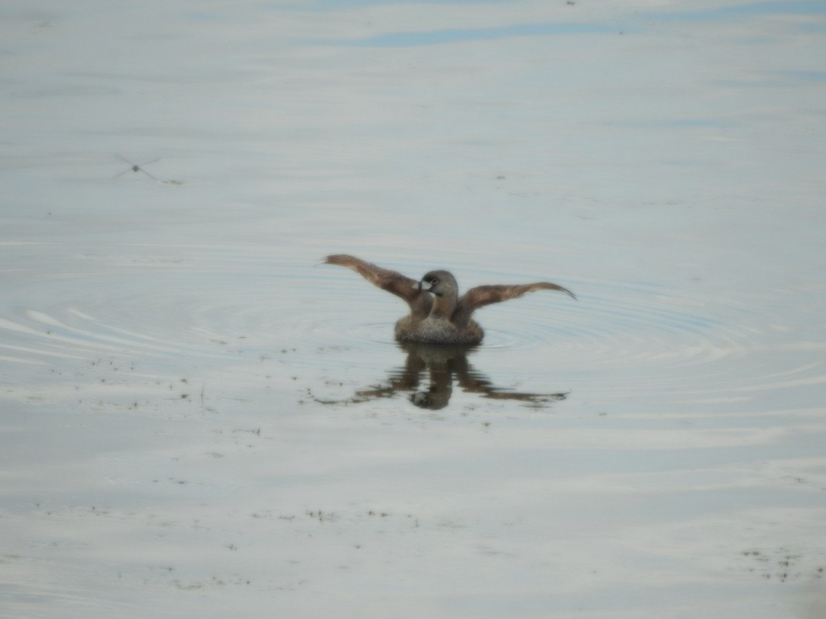 Pied-billed Grebe - ML646429453