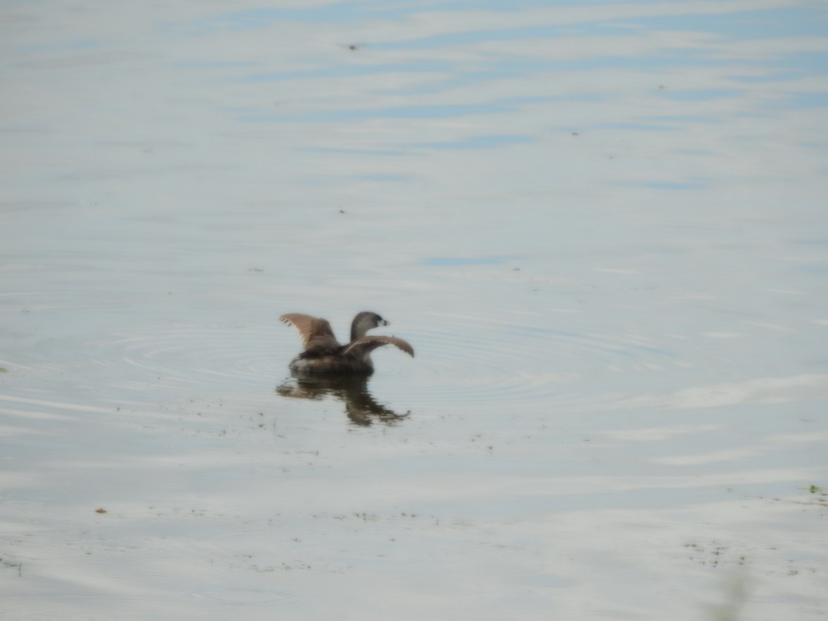 Pied-billed Grebe - ML646429454