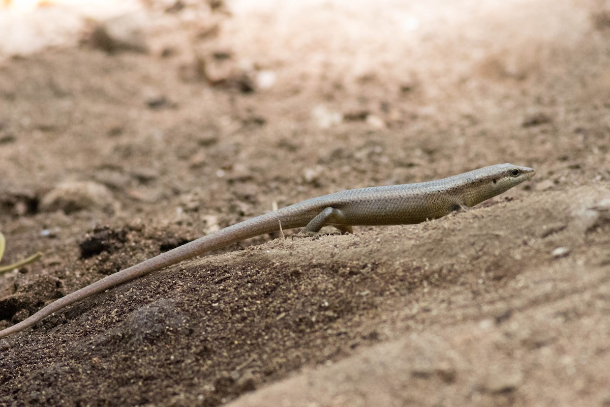 Seychelles Skink - ML646429455