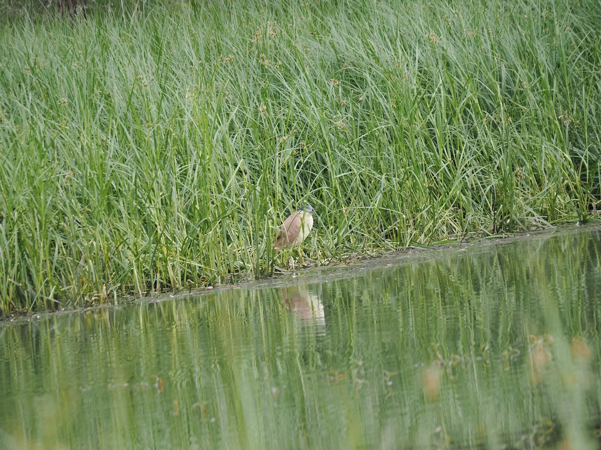 Nankeen Night Heron - ML646429457