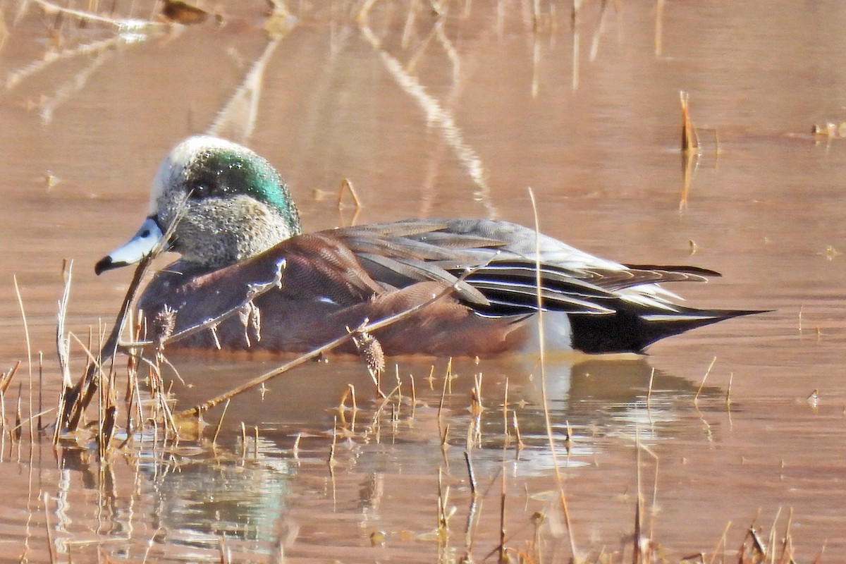 American Wigeon - ML646429458