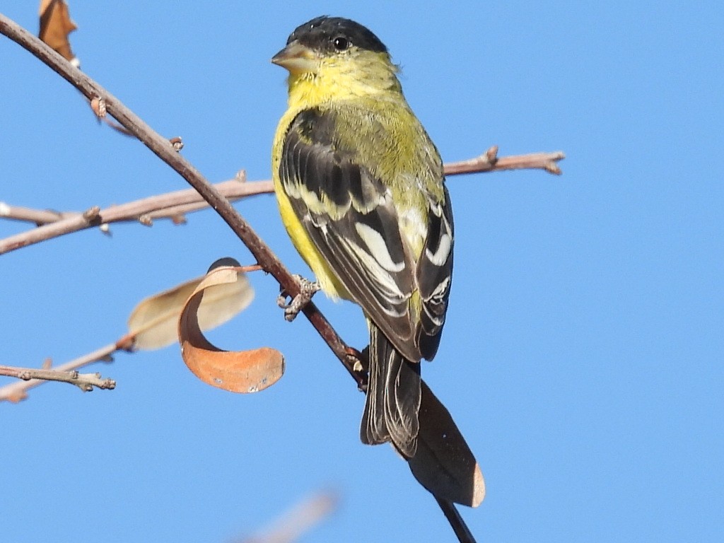 Lesser Goldfinch - ML646429459