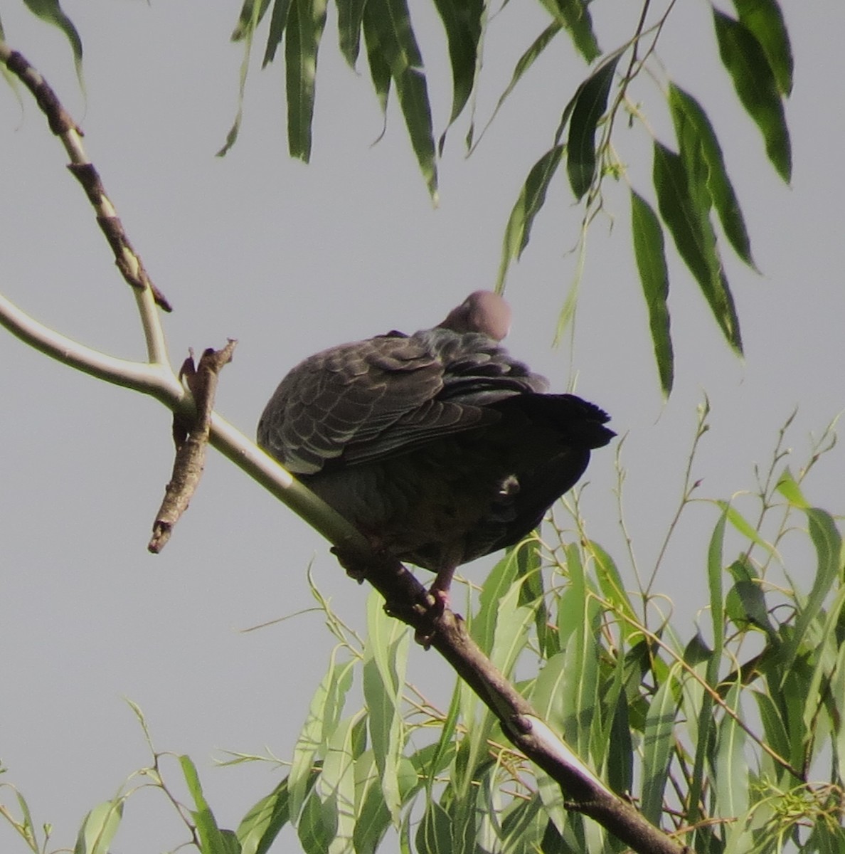 Picazuro Pigeon - ML646429460