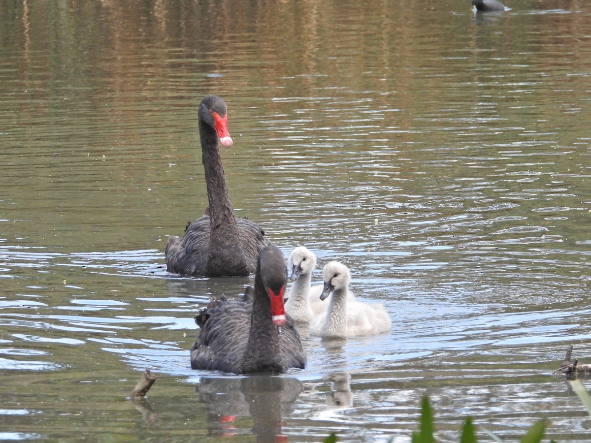 Black Swan - ML646429461