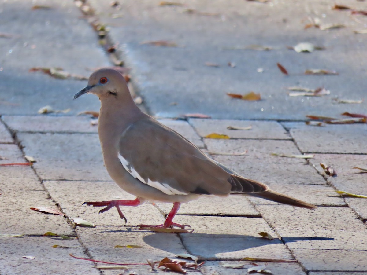 White-winged Dove - ML646429462