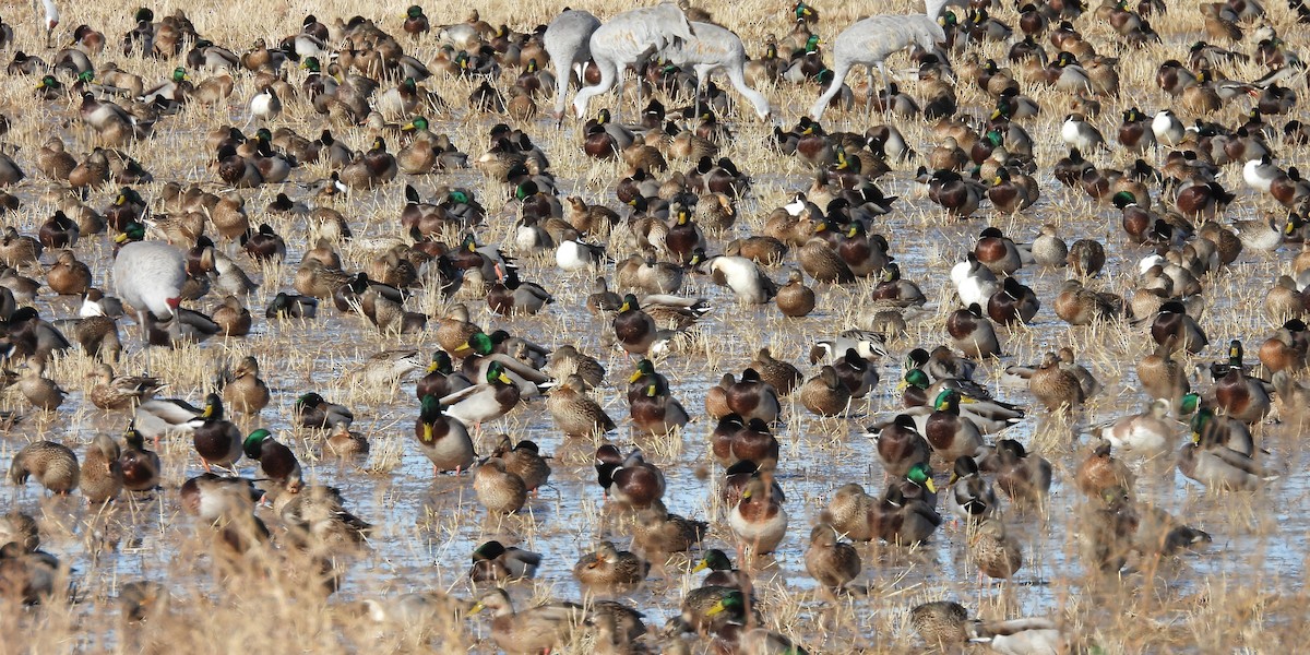 Mallard - ML646429463