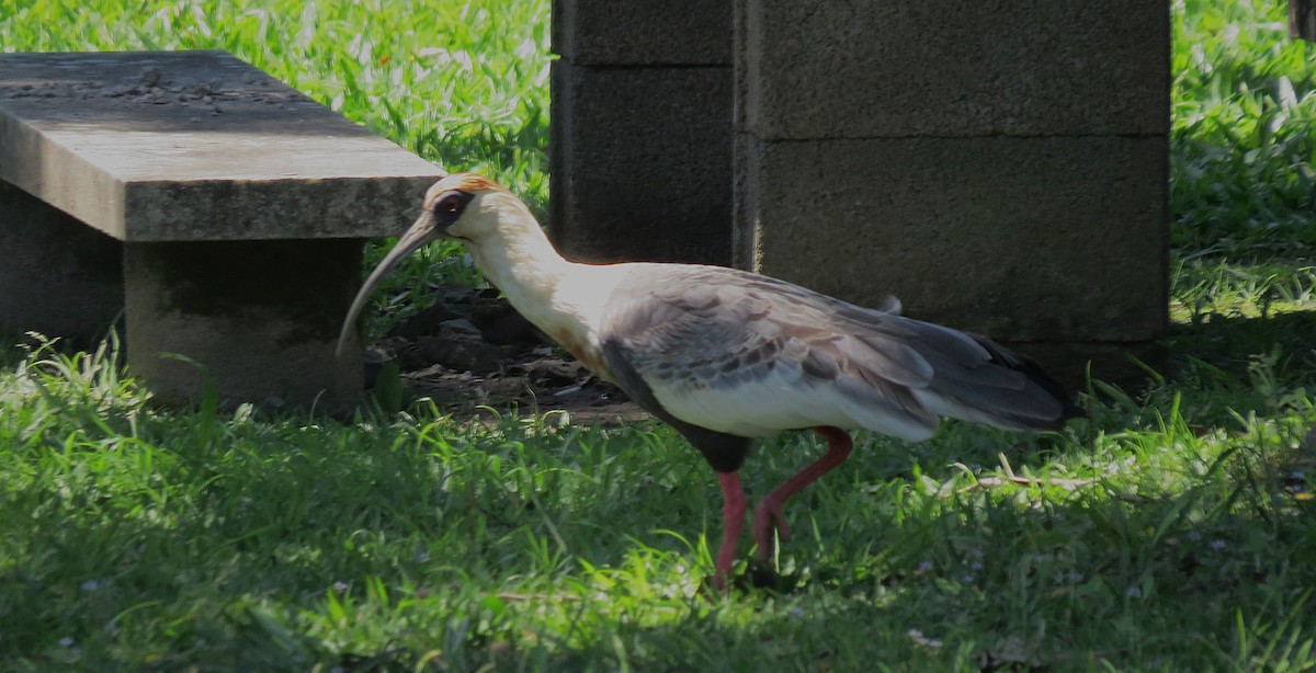 Buff-necked Ibis - ML646429464